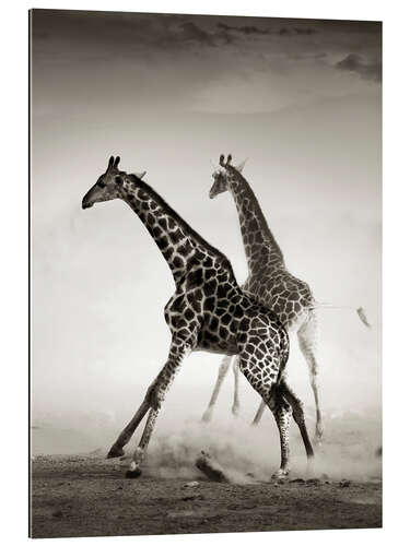 Gallery print Giraffes running in the dust