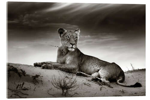 Akrylbilde Lioness resting on top of a sand dune