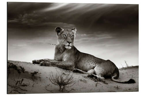 Aluminium print Lioness resting on top of a sand dune