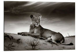 Quadro em alumínio Lioness resting on top of a sand dune