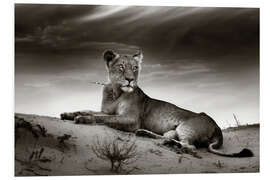 Foam board print Lioness resting on top of a sand dune