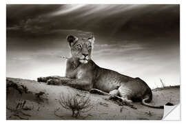 Selvklebende plakat Lioness resting on top of a sand dune