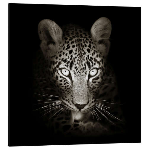 Aluminium print Leopard portrait licking it's paw