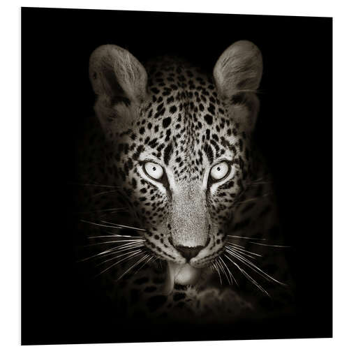 Foam board print Leopard portrait licking it's paw