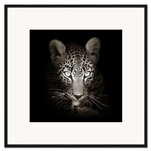 Impresión de arte enmarcada Leopard portrait licking it's paw