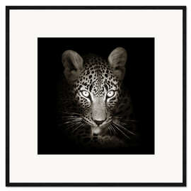 Impresión de arte enmarcada Leopard portrait licking it's paw