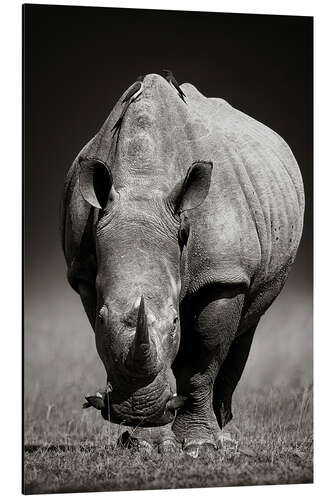 Tableau en aluminium Portrait de rhinocéros 