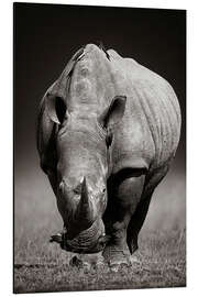 Aluminiumtavla Rhinoceros portrait