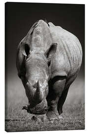 Canvastavla Rhinoceros portrait - Johan Swanepoel
