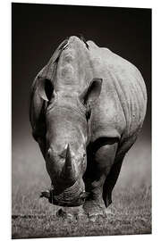 Foam board print Rhinoceros portrait