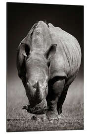 Gallery print Rhinoceros portrait