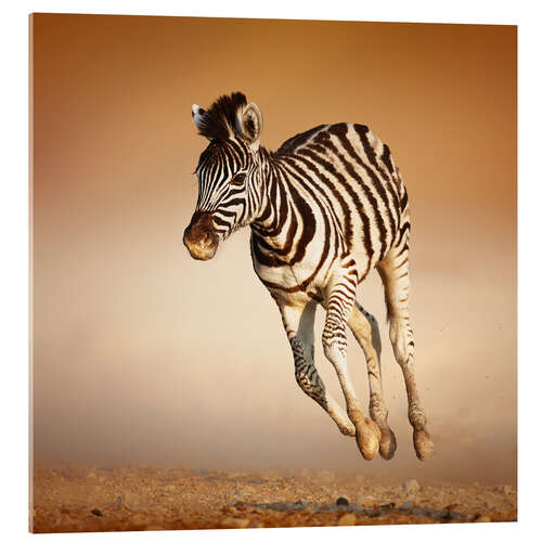 Acrylic print Zebra calf running in dusty Etosha desert