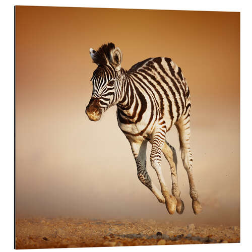 Aluminium print Zebra calf running in dusty Etosha desert