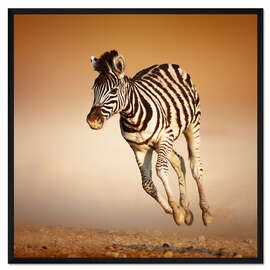Gerahmter Kunstdruck Zebra Kalb im Wüstensand