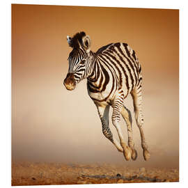 Foam board print Zebra calf running in dusty Etosha desert