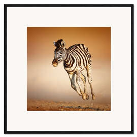 Kunsttryk i ramme Zebra calf running in dusty Etosha desert