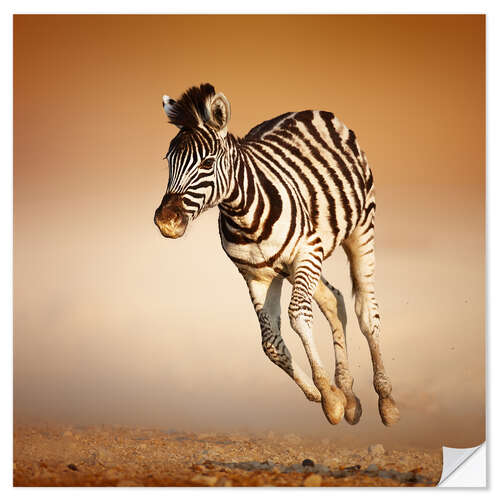 Naklejka na ścianę Zebra calf running in dusty Etosha desert