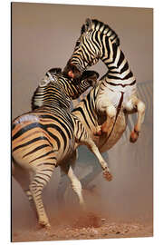 Magnettafel Zwei Zebrahengste kämpfen
