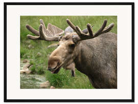 Gerahmter Kunstdruck Elch
