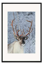 Gerahmter Kunstdruck Rentier 