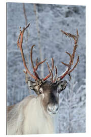 Gallery print reindeer