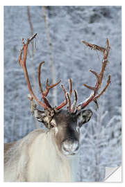 Naklejka na ścianę reindeer