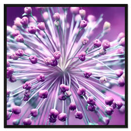 Gerahmter Kunstdruck Kugelblume, lila