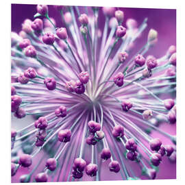 Foam board print Globularia, purple