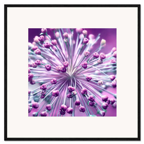 Impresión de arte enmarcada Globularia, lila