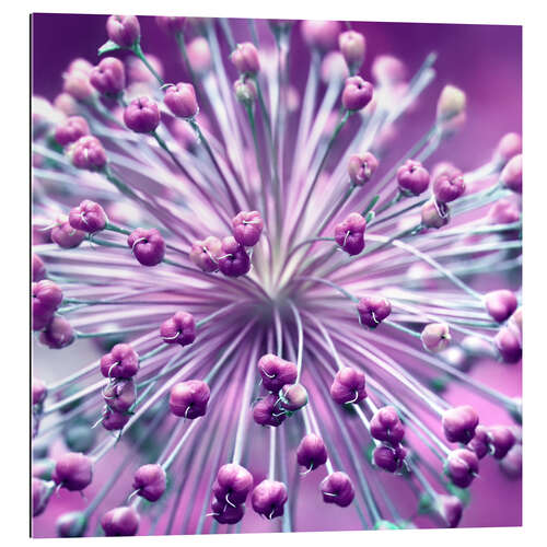 Gallery print Globularia, purple