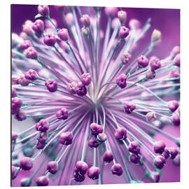 Magnettafel Kugelblume, lila