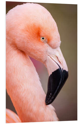 Tableau en PVC Portrait d'un flamant rose