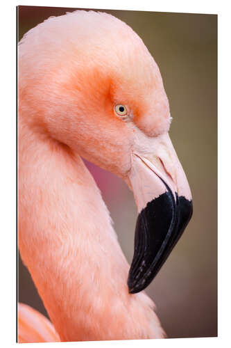 Gallery print Majestic flamingo