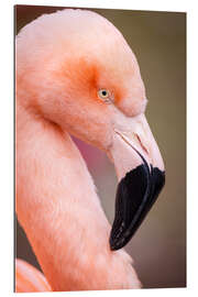 Tableau en plexi-alu Portrait d&#039;un flamant rose