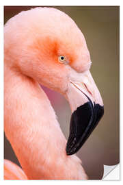 Självhäftande poster Majestic flamingo