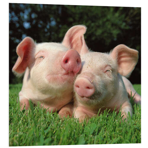 Foam board print Piglets