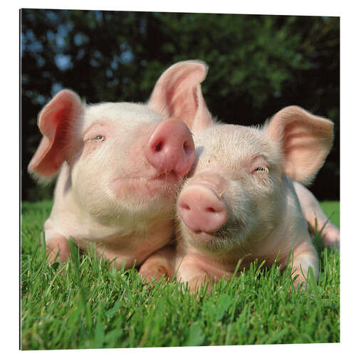 Gallery print Piglets