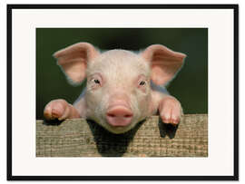 Gerahmter Kunstdruck Good morning, sunshine!