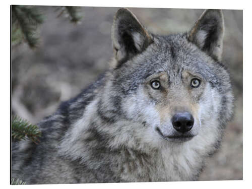 Tableau en aluminium Mon ami le loup