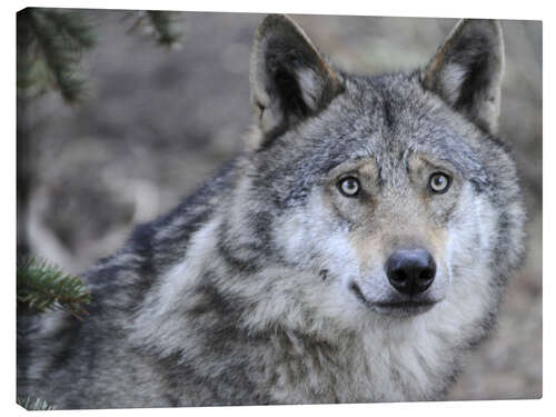 Leinwandbild Mein Freund, der Wolf