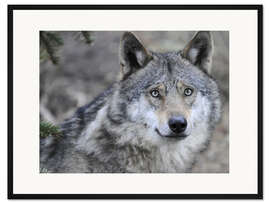 Gerahmter Kunstdruck Mein Freund, der Wolf