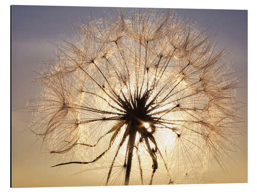 Alubild Pusteblume im Sonnenlicht