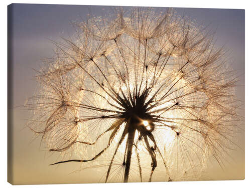 Leinwandbild Pusteblume im Sonnenlicht