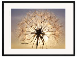 Gerahmter Kunstdruck Pusteblume im Sonnenlicht