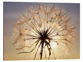 Magnettafel Pusteblume im Sonnenlicht