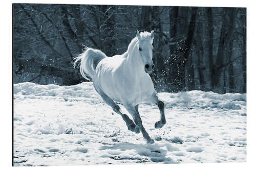 Alubild Schimmelstute im Schnee