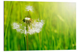 Magnettafel Sommerwind