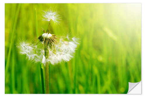 Sisustustarra summerwind