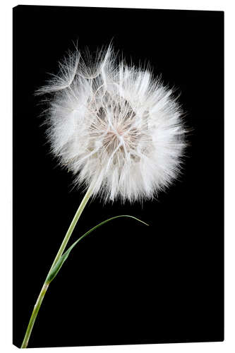 Canvas print the big white dandelion