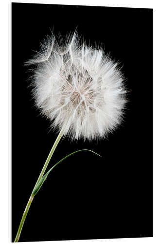 Foam board print the big white dandelion